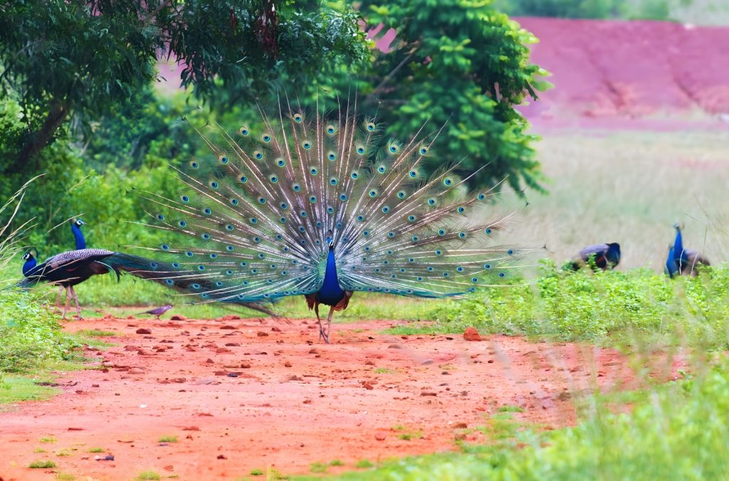 Peacock Valley