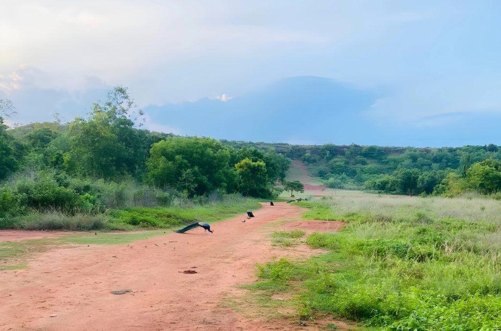 Peacock Valley