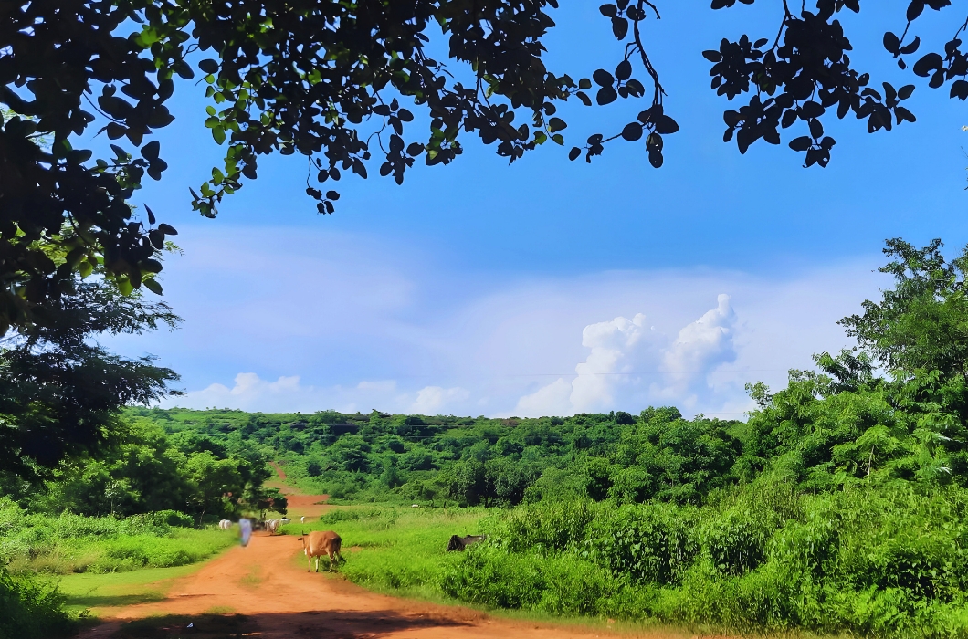 Peacock Valley