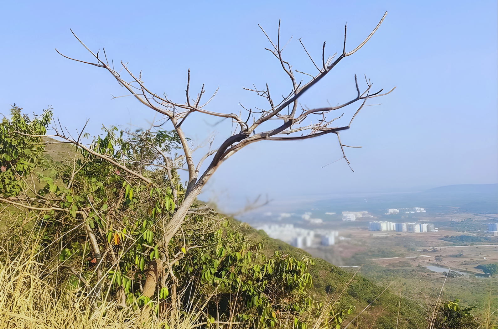 Sitakunda barunei