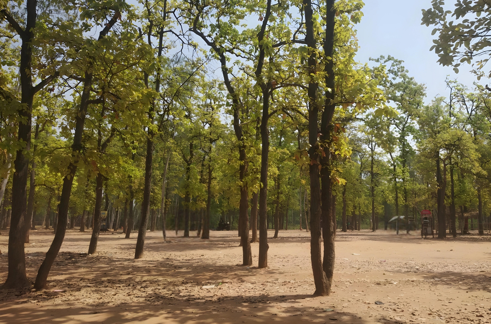 Sunny day in Sonajhuri Forest