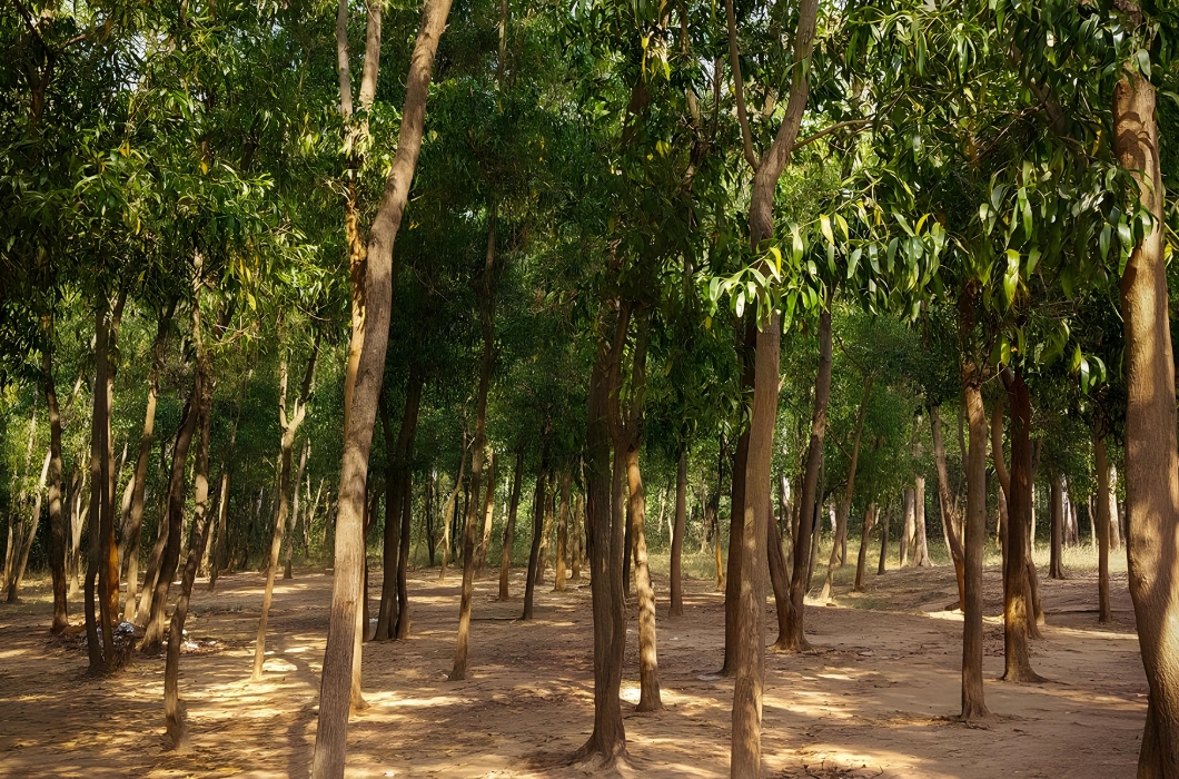 Sonajhuri Forest in East Midnapore