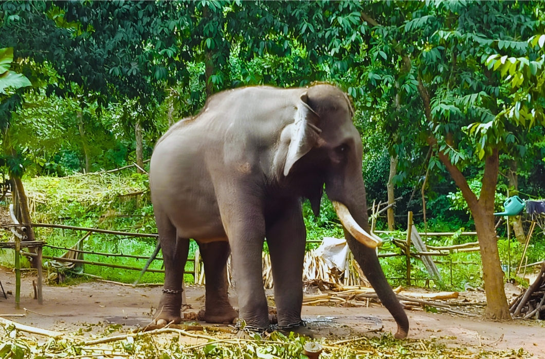 Chandaka Forest