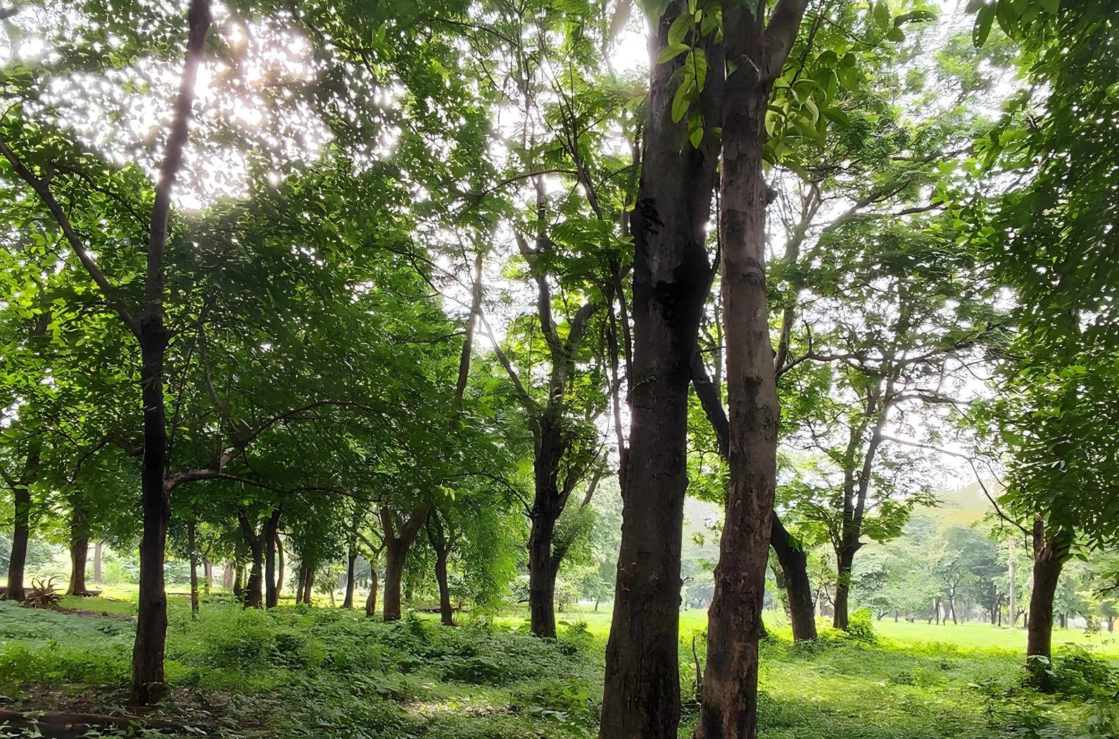 Green trees inside A-Zone Major Park