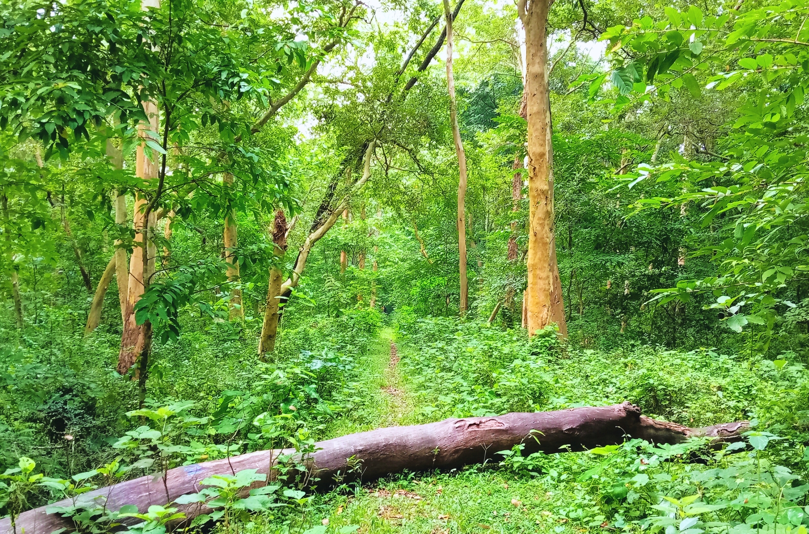 Bahadurpur Forest