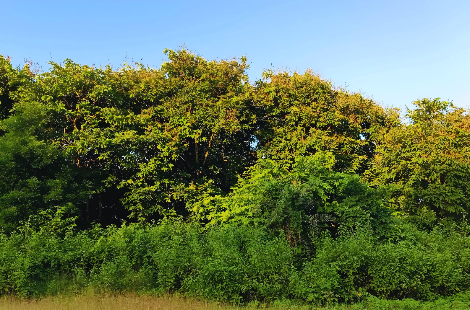 Bahadurpur Forest