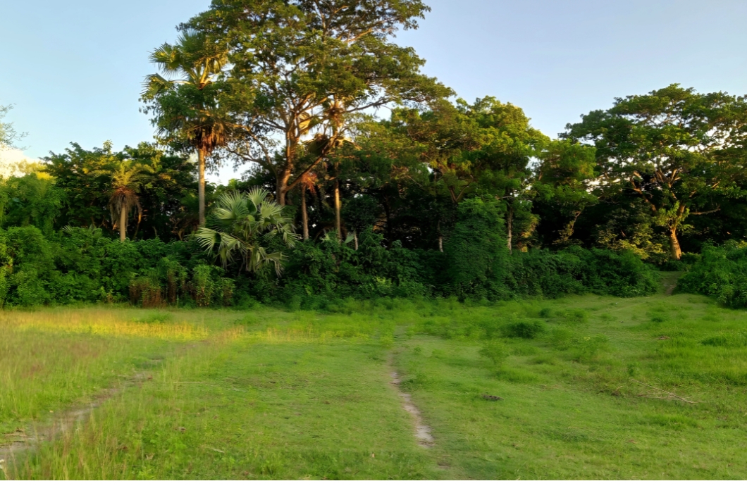 Bahadurpur Forest