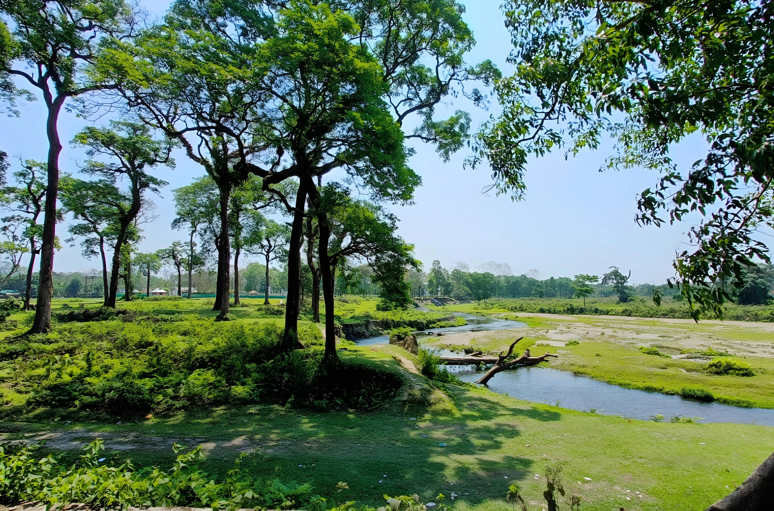 Eye soothing green views in Buxa Tiger Reserve
