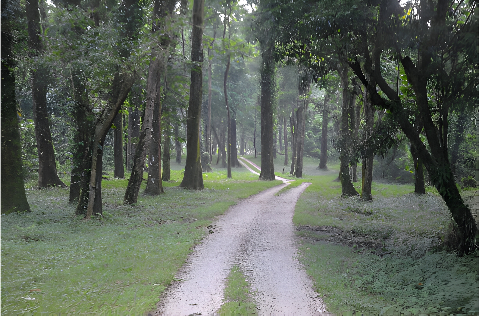 Chapramari Wildlife Sanctuary