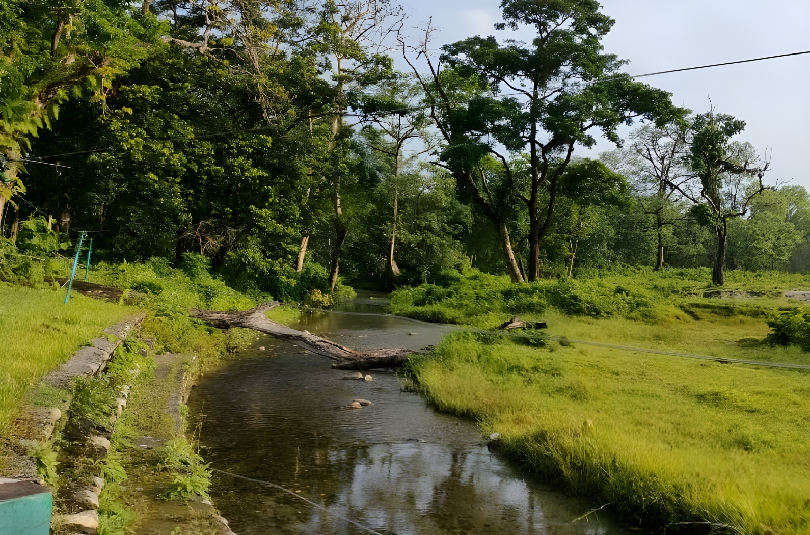 Inside Jaldapara National Park river view