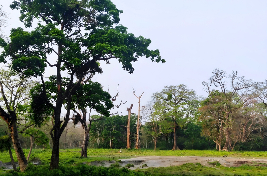 Jaldapara National Park