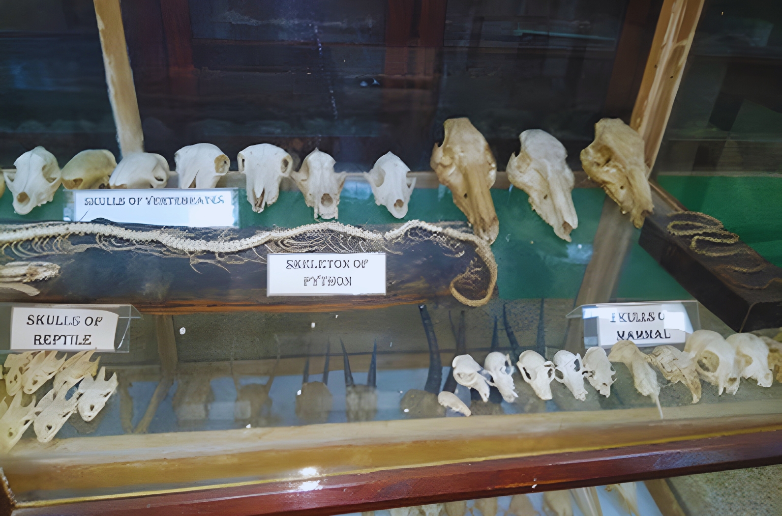 specimens of animals displayed in Zoological Museum