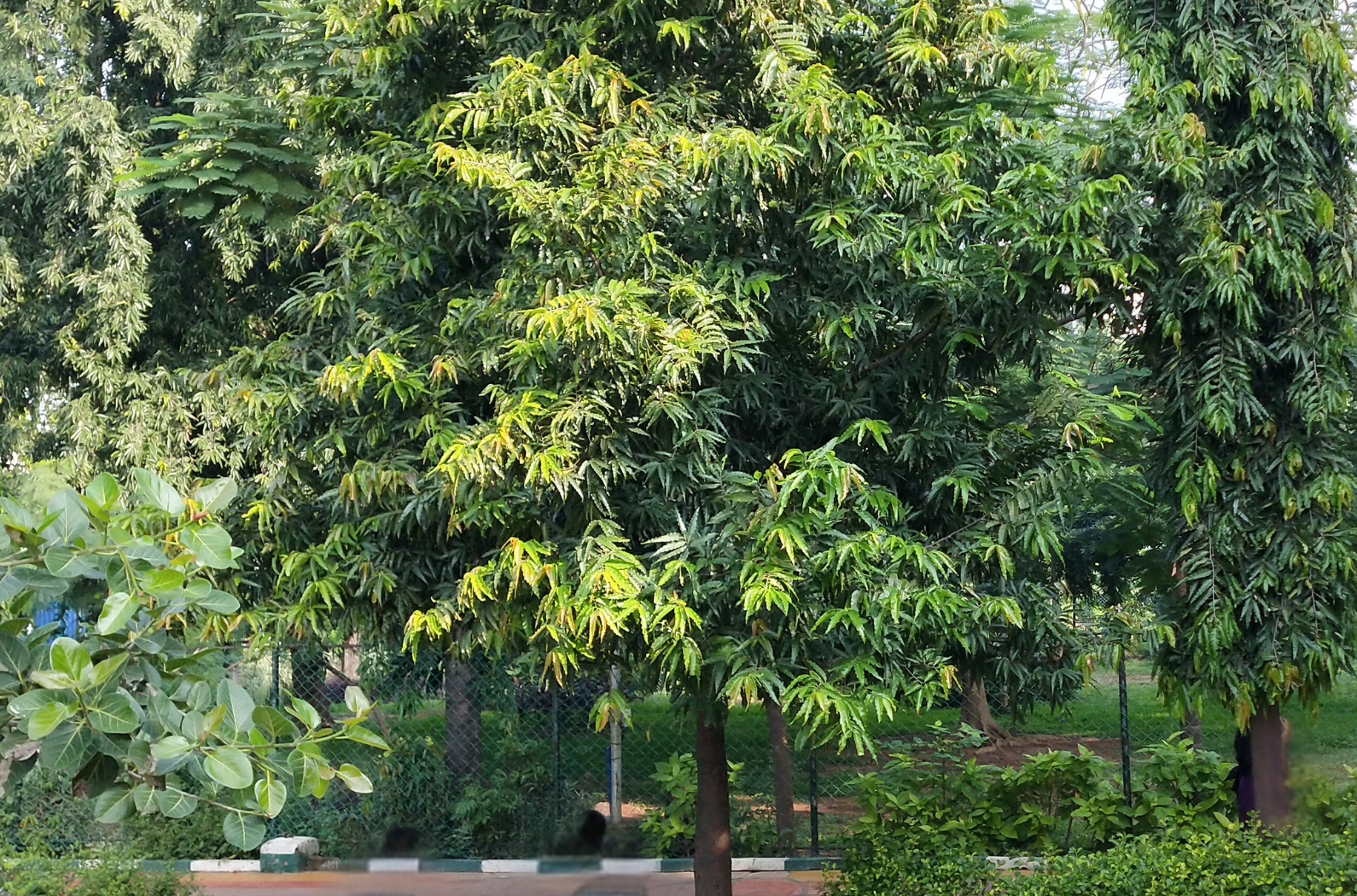 Chennai Corporation Robinson park