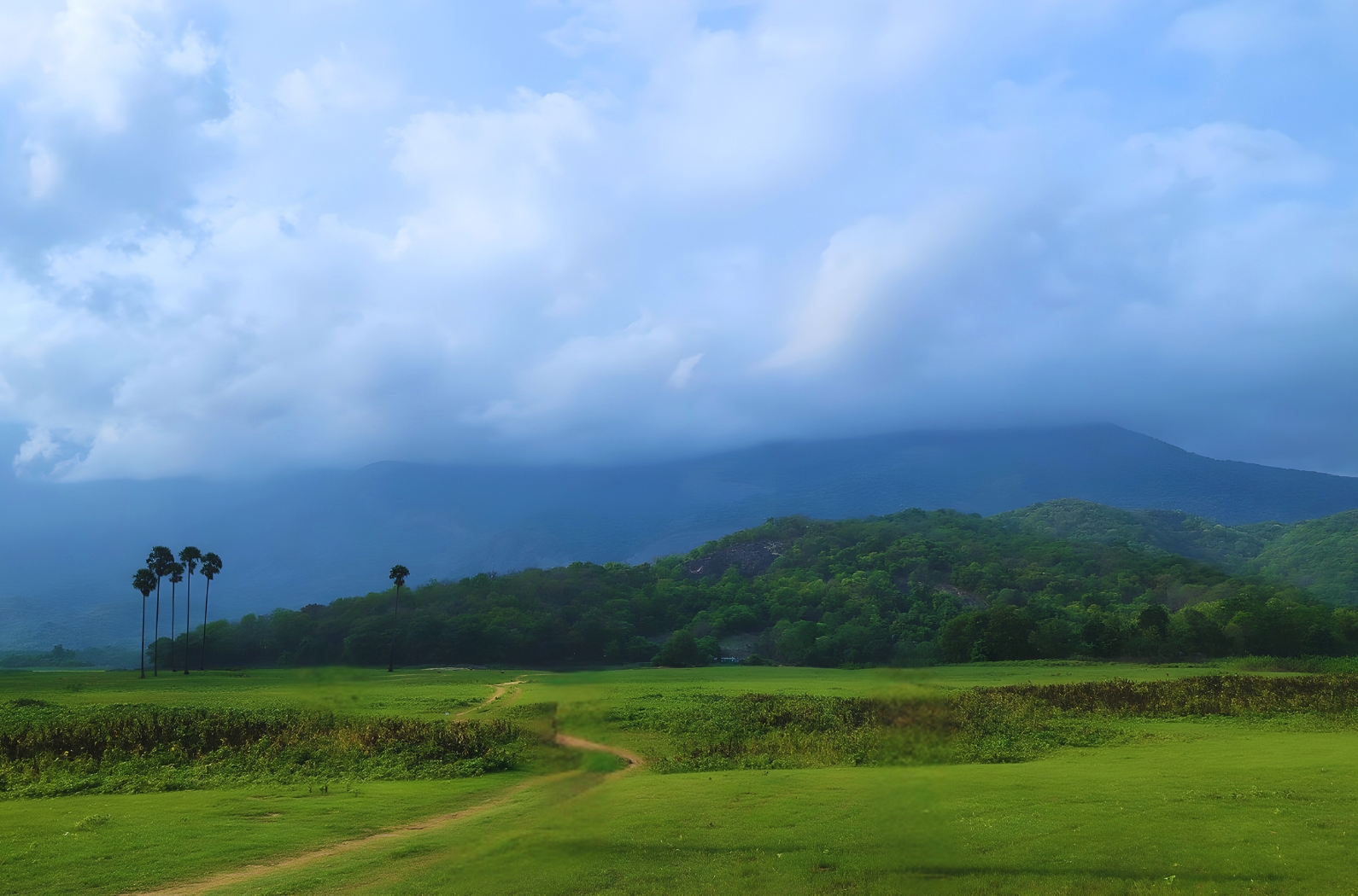 Kava Viewpoint