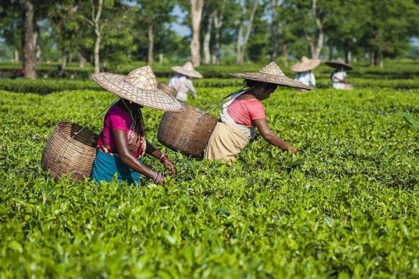 A group of female employees harvest the second flush of tea leaves in Jorhat