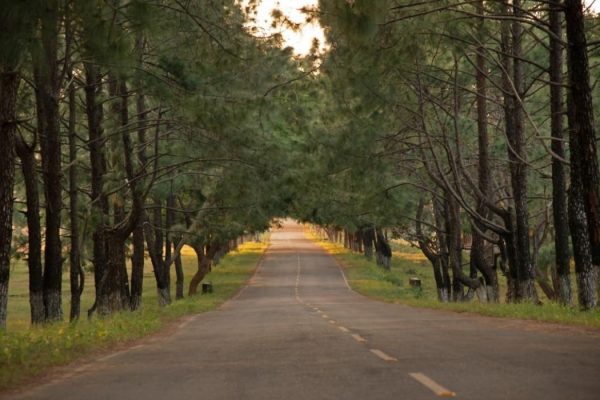 Broad road to Netarhat with tree canopy on both sides of the road.