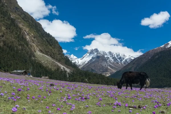 Yumthang Valley